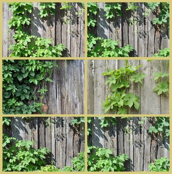 Natural background: old wooden fence and a climber plant hop
