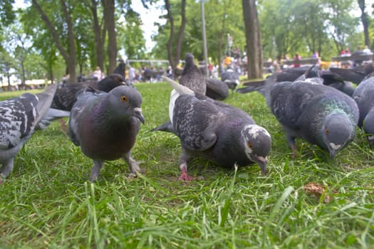 pigeon in park