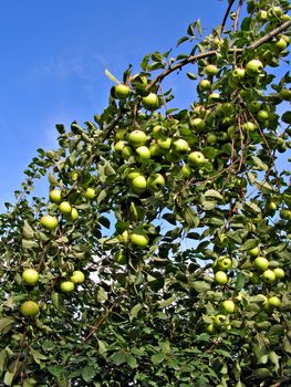 apple on branch of the aple trees