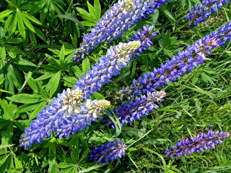 flowerses lupines on field