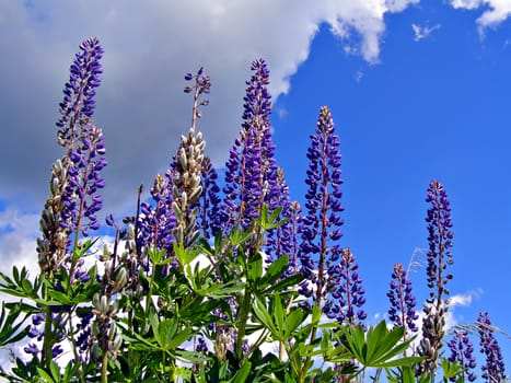 flowerses lupines on background cloudy sky