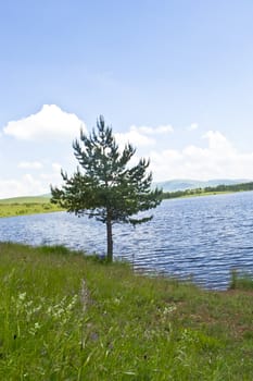 Lonely tree ashore