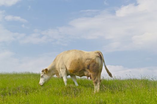 Cow on green meadow