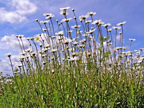 daisywheels on field