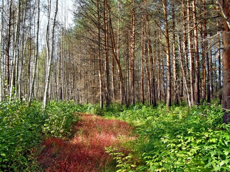 aging road in wood