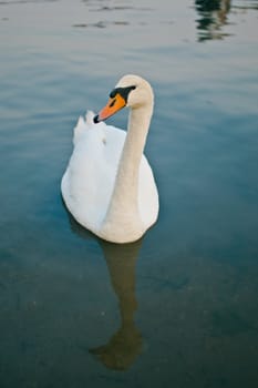 white swan at lake