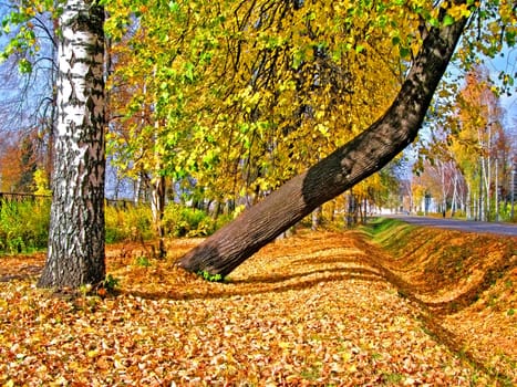 tree in yellow autumn park