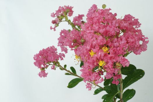 Crape myrtle flowers isolated on a white  background