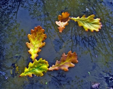 five sheets of the oak to rest upon surfaces lake