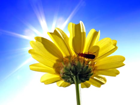 flower chrysanthemum on turn blue background