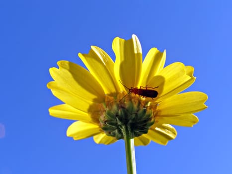 flower chrysanthemum on turn blue background