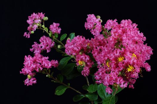 Crape myrtle flowers isolated on a black  background