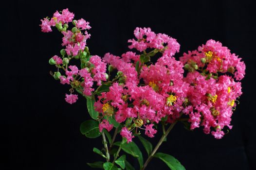 Crape myrtle flowers isolated on a black  background