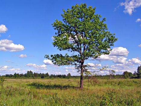 small oak on green field