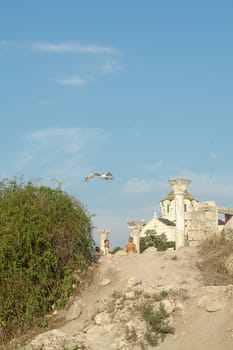 The seagull on a background of a temple and antique columns                               