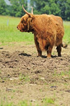 A Highland cow with flies all around its muzzle, eyes and buzzing in the air.