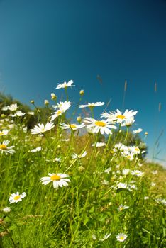 Beautiful summer. beautiful chamomiles on a sky background