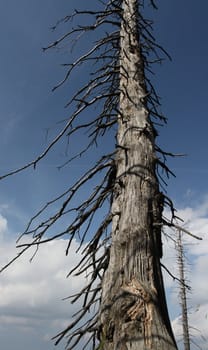 dead tree in Karkonosze mointain, Poland