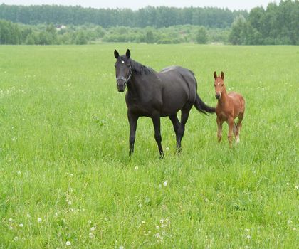 Bay mare and foal grazing in a bright green pasture