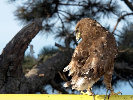The hunting hawk on a background of a fir