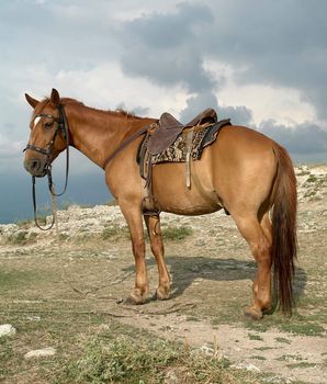 Brown horse on a background of the cloudy skys