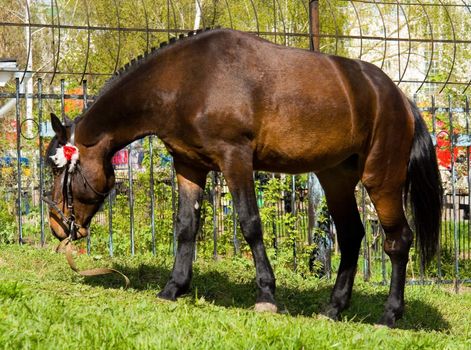 brown horse with green grass at background