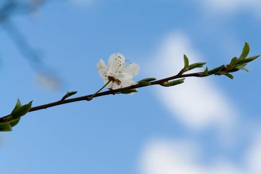 White flower with blue sky at background
