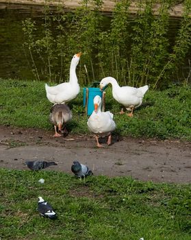 Snow geese with green grass at background