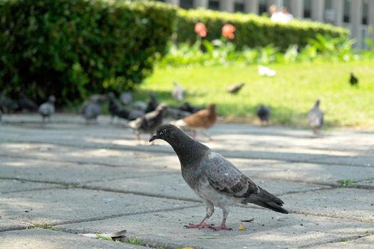 rock pigeon with summer park at background