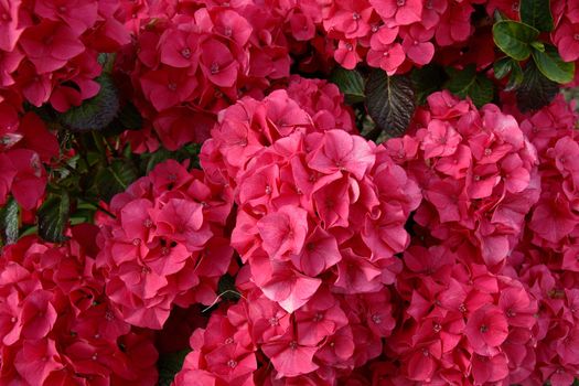 flowers in bloom in the west of ireland