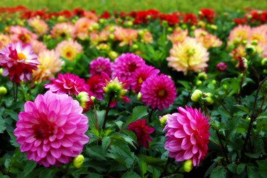 flowers in bloom in the west of ireland