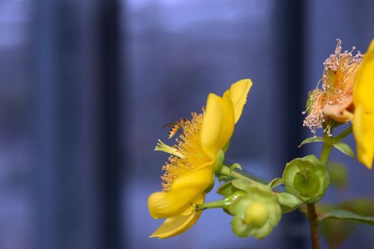 a hornet collecting pollen from flowers in bloom in the west of ireland