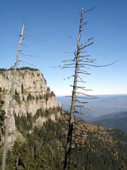 Dead Trees Up Into The Mountains.