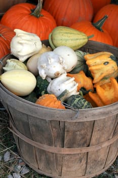 at the farmers market, decorative and colorful gourds and pumpkins