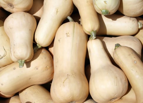 a large pile of butternut squash