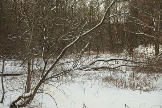 Winter wood rolling in just dropped out snow