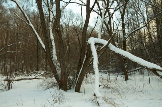 Winter wood rolling in just dropped out snow