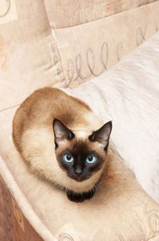 siamese cat on the background of analogous color.