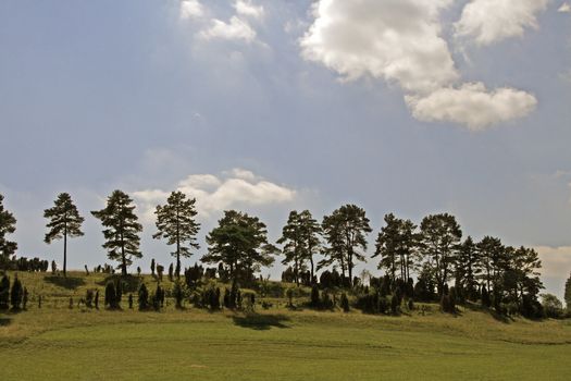 Hang with Juniper (Juniperus) and Pine (Pinus) in the Eifel, North Rhine-Westphalia, Drying lawn, protected area. Wacholderhänge im Naturschutzgebiet bei Ripsdorf, Eifel, Nordrhein-Westfalen.