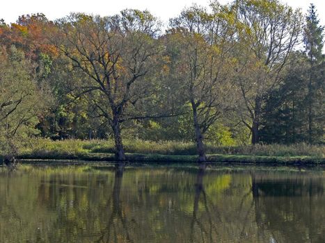 A pool with trees in Georgsmarienhütte-Kloster Oesede, Am Mühlenteich with water reflection.