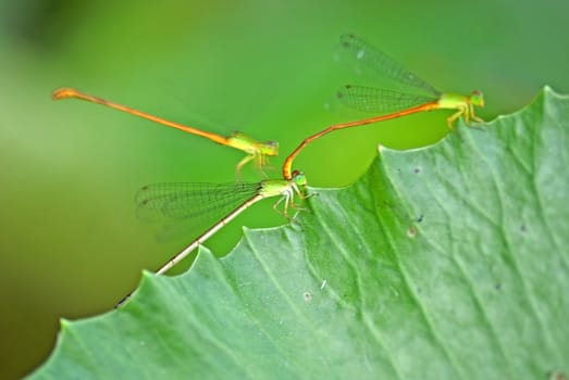 Yellow dragonfly stop on the green leaves