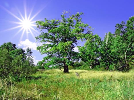 oak on field