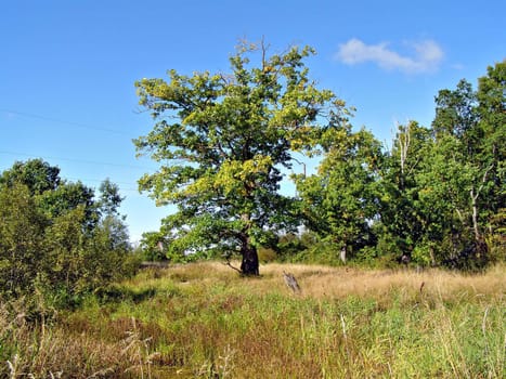 oak on field