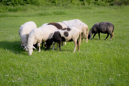 Sheeps on the meadow