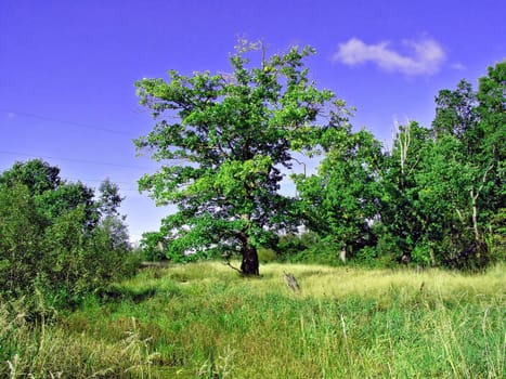 oak on field