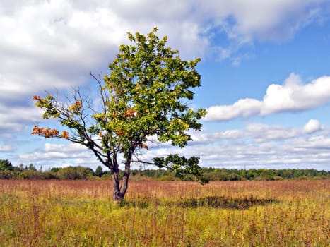 small oak on yellow field