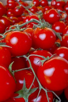 A background of fresh tomatoes for sale at a green market