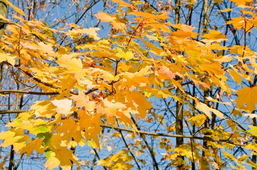 yellow maple leaves are in autumn on the branch