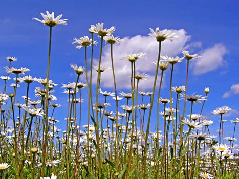 background from daisywheel on field