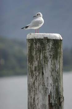 Picture of a  bird in winter outside..